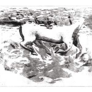 Cheval de la mer sur fond blanc