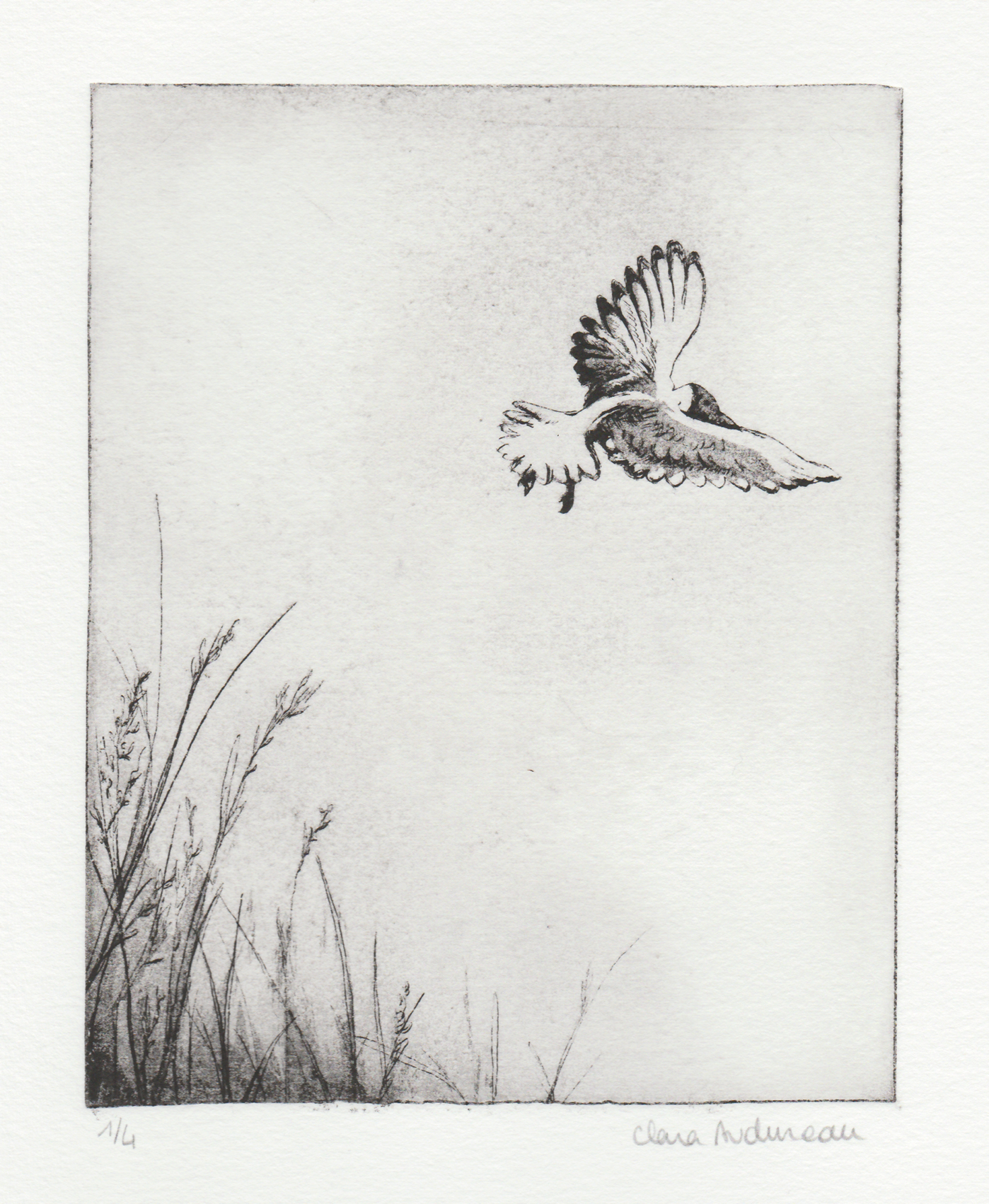 sans titre (oiseau) – Image 2