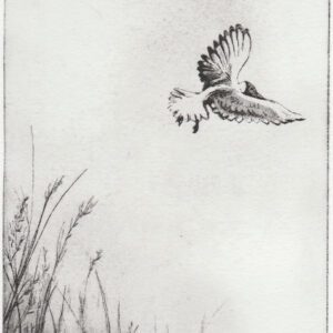 sans titre (oiseau)