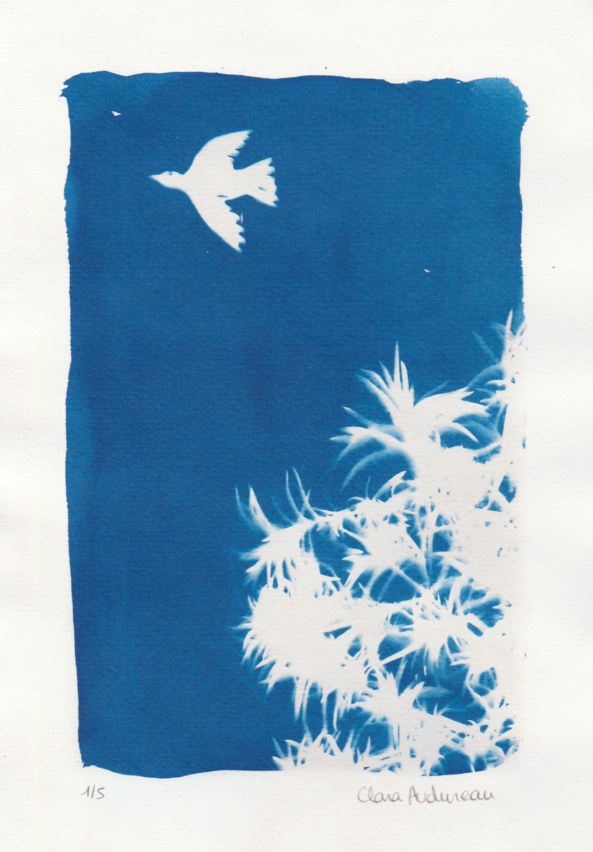 Oiseau – Image 2