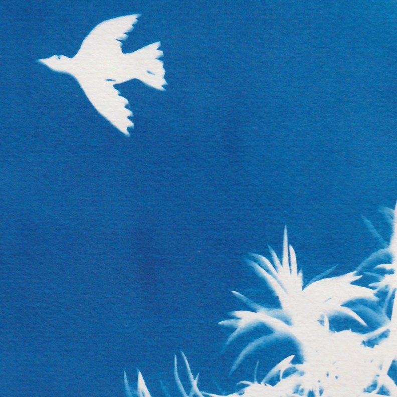 Oiseau